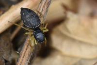 Heliophanus flavipes