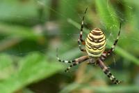 Argiope bruennichi