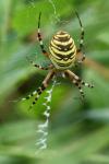 Argiope bruennichi