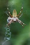 Argiope bruennichi