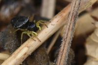 Heliophanus flavipes