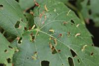 Eriophyes tiliae