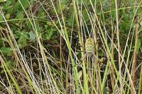 Argiope bruennichi