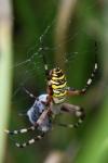 Argiope bruennichi
