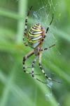 Argiope bruennichi