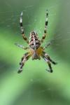 Araneus diadematus