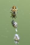 Cyclosa conica