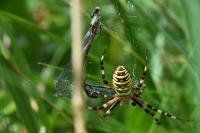 Argiope bruennichi