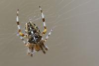Araneus diadematus