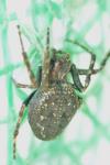 Nuctenea umbratica