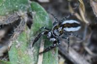 Pseudicius encarpatus