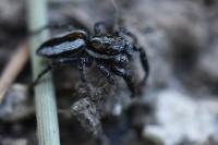 Pseudicius encarpatus