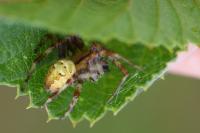 Araneus quadratus