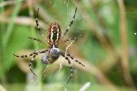 Argiope bruennichi
