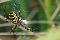 Argiope bruennichi