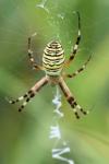 Argiope bruennichi
