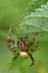 Araneus quadratus