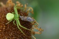 Ebrechtella tricuspidata