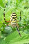 Argiope bruennichi