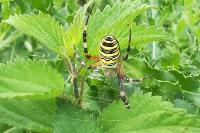 Argiope bruennichi