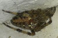 Araneus diadematus