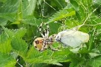Araneus quadratus