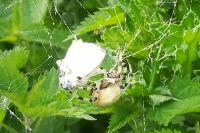 Araneus quadratus