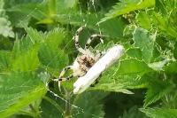 Araneus quadratus