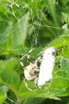 Araneus quadratus