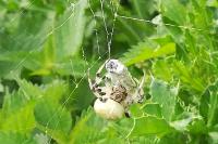 Araneus quadratus