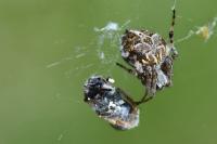 Agalenatea redii