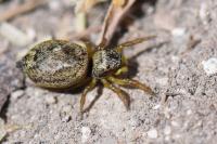 Heliophanus tribulosus