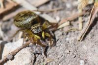 Heliophanus tribulosus