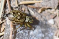 Heliophanus tribulosus