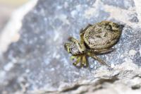 Heliophanus tribulosus