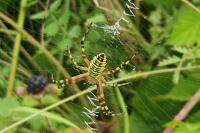 Argiope bruennichi