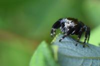Evarcha arcuata