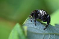 Evarcha arcuata
