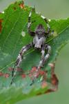 Araneus angulatus