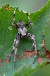 Araneus angulatus