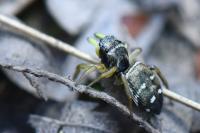 Heliophanus cupreus