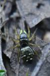 Heliophanus cupreus