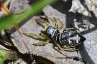 Heliophanus cupreus