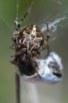 Agalenatea redii