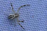 Misumena vatia