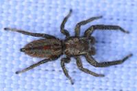 Marpissa radiata