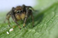 Marpissa radiata