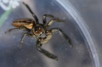 Marpissa radiata