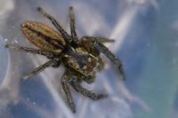 Marpissa radiata