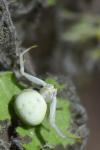 Misumena vatia
